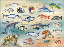 Load image into Gallery viewer, Aquatic Life of North Carolina Jigsaw Puzzle