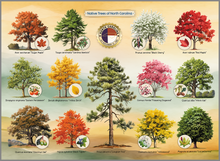 Load image into Gallery viewer, Native Trees of North Carolina Jigsaw Puzzle