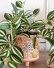 Natural Life Medium Artisan Terracotta Indoor Planter - World Better